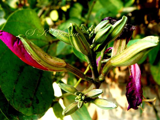  Inflorescence